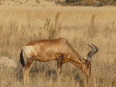 Alcelaphus buselaphus caama