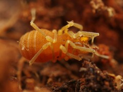 Holoscotolemon querilhaci