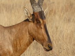 Alcelaphus buselaphus caama
