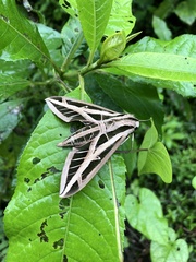 Eumorpha fasciatus
