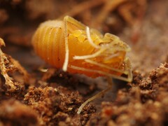 Holoscotolemon querilhaci