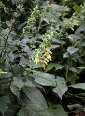 Salvia glutinosa