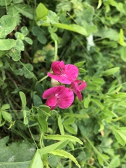 Lathyrus tuberosus