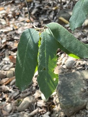 Frangula californica