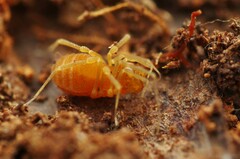 Holoscotolemon querilhaci