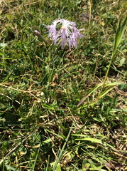 Dianthus superbus alpestris