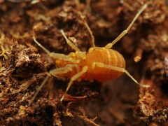 Holoscotolemon querilhaci