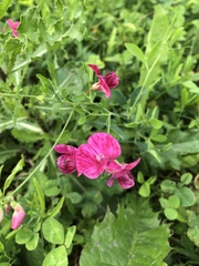 Lathyrus tuberosus