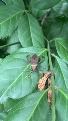 Acanthocephala terminalis