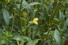 Oenothera parviflora