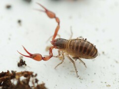 Neobisium