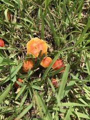 Hygrocybe miniata