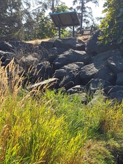 Zosteraceae