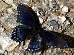 Limenitis arthemis arizonensis