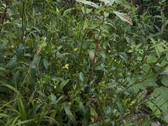 Oenothera parviflora