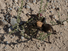 Aphonopelma chalcodes