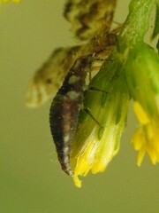 Chrysoperla rufilabris