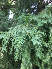 Torreya nucifera
