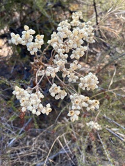 Pseudognaphalium californicum
