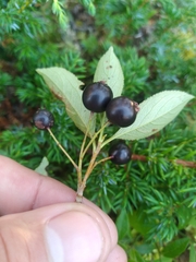 Aronia melanocarpa