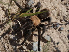 Aphonopelma chalcodes