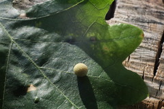 Acraspis quercushirta