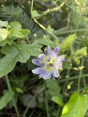 Passiflora foetida