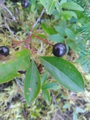 Aronia melanocarpa