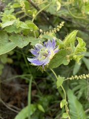 Passiflora foetida
