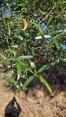 Nectandra angustifolia