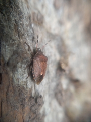 Peribalus strictus vernalis