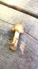 Pseudosperma sororium