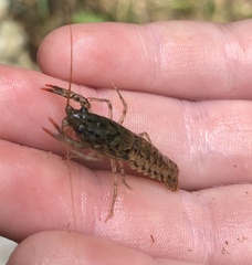 Cambarus bartonii