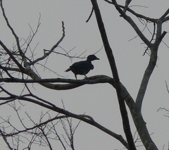 Gymnoderus foetidus