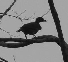Gymnoderus foetidus