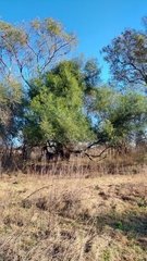 Nectandra angustifolia