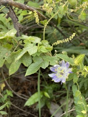 Passiflora foetida