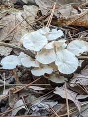 Marasmius calhouniae