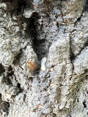 Coleoptera