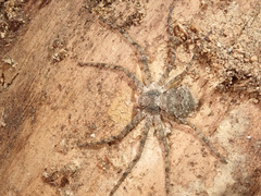 Philodromus margaritatus