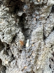 Coleoptera