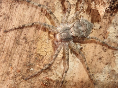Philodromus margaritatus