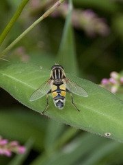 Helophilus trivittatus