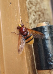 Volucella zonaria