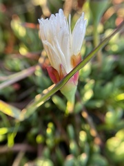 Lampranthus reptans