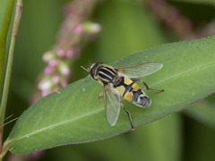 Helophilus trivittatus