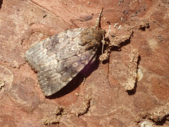 Amphipyra berbera