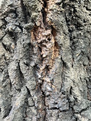 Coleoptera