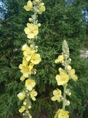 Verbascum phlomoides