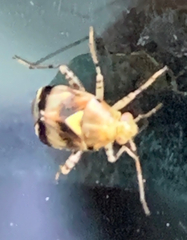 Liocoris tripustulatus